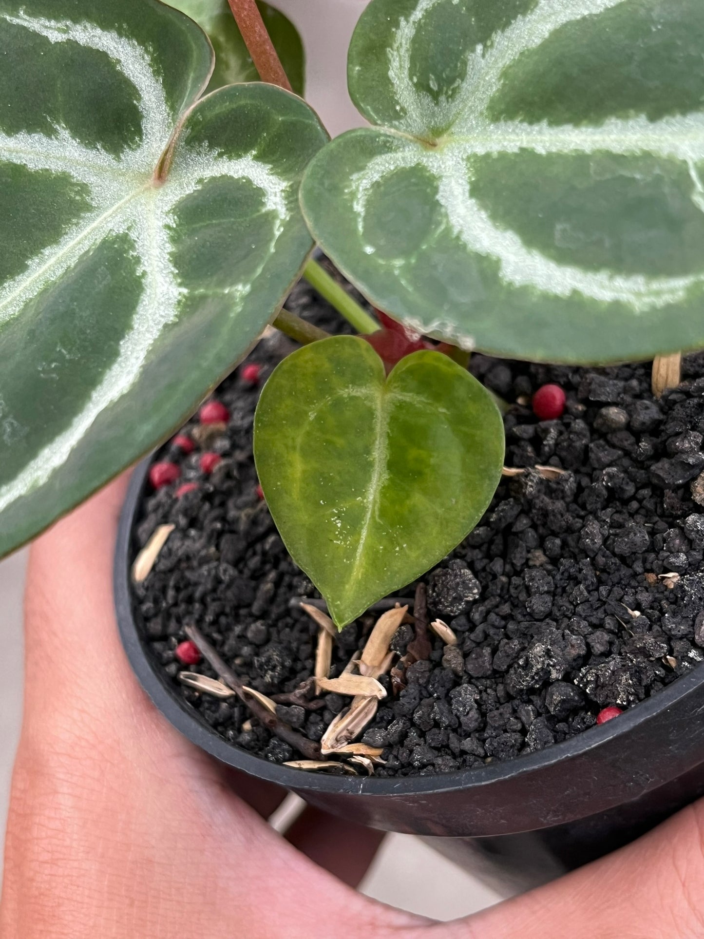 Anthurium Dorayaki X K.O.S