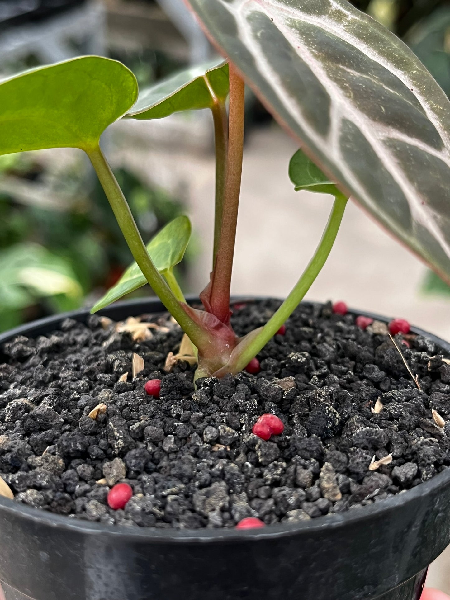 Anthurium Dorayaki X K.O.S