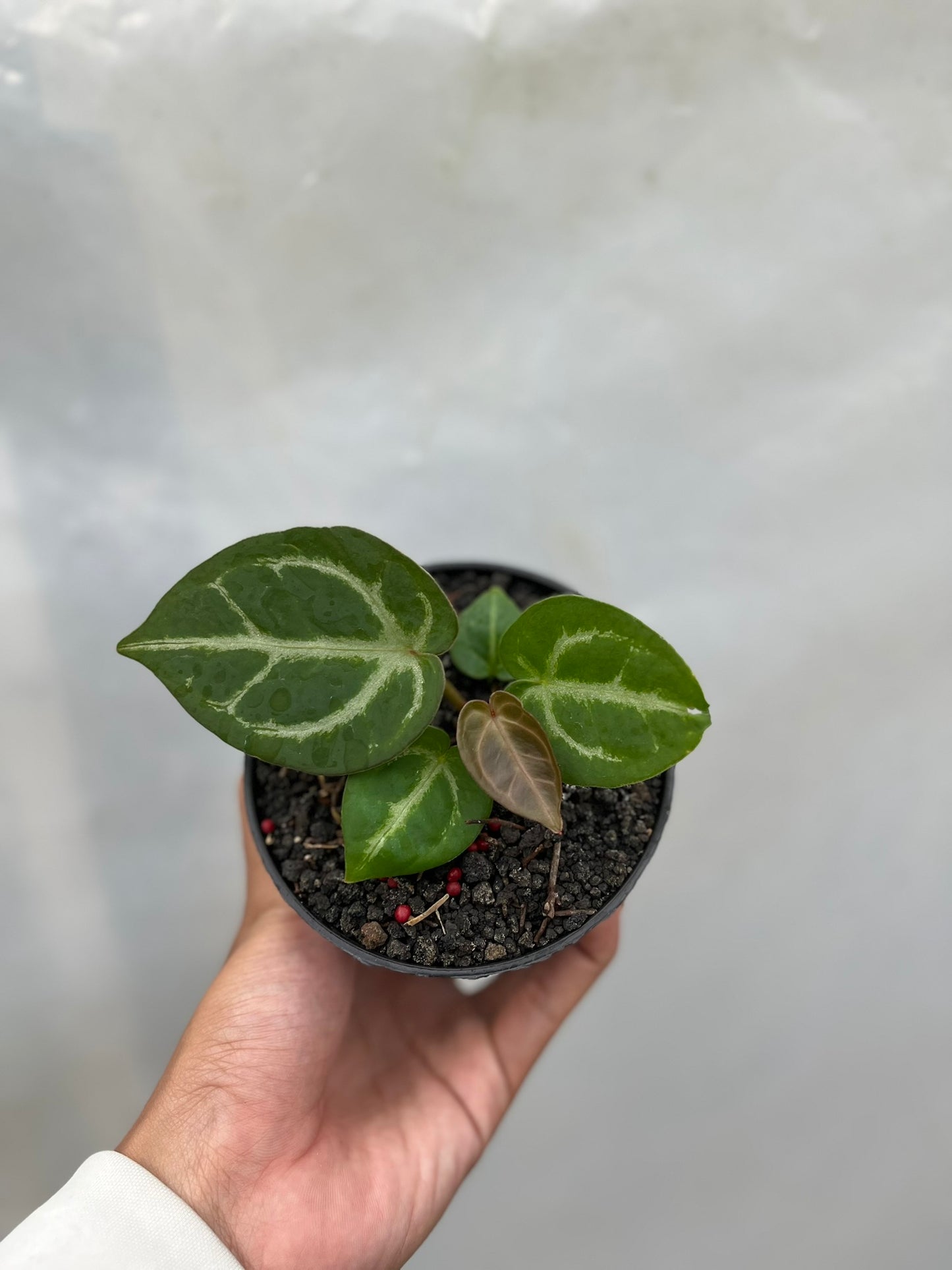 Anthurium Dorayaki X luxurians