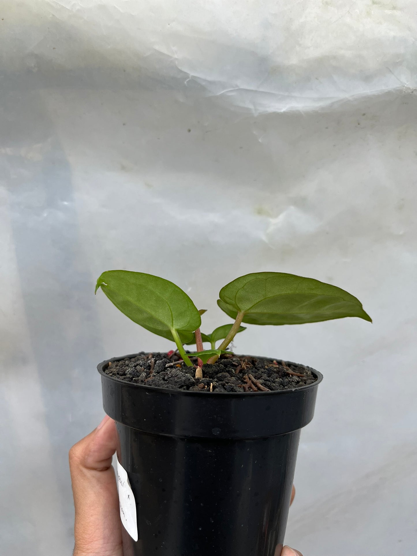 Anthurium Dorayaki X luxurians