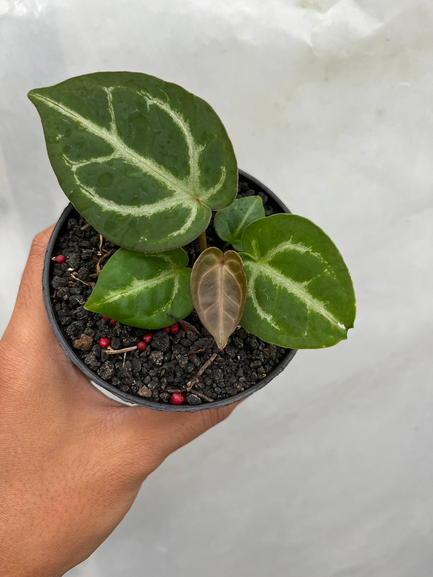Anthurium Dorayaki X luxurians