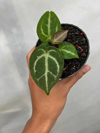 Anthurium Dorayaki X luxurians