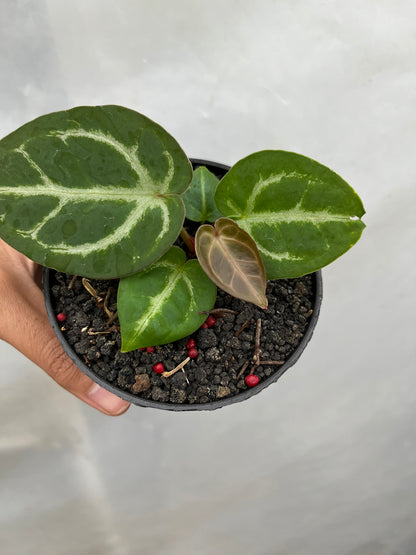 Anthurium Dorayaki X luxurians