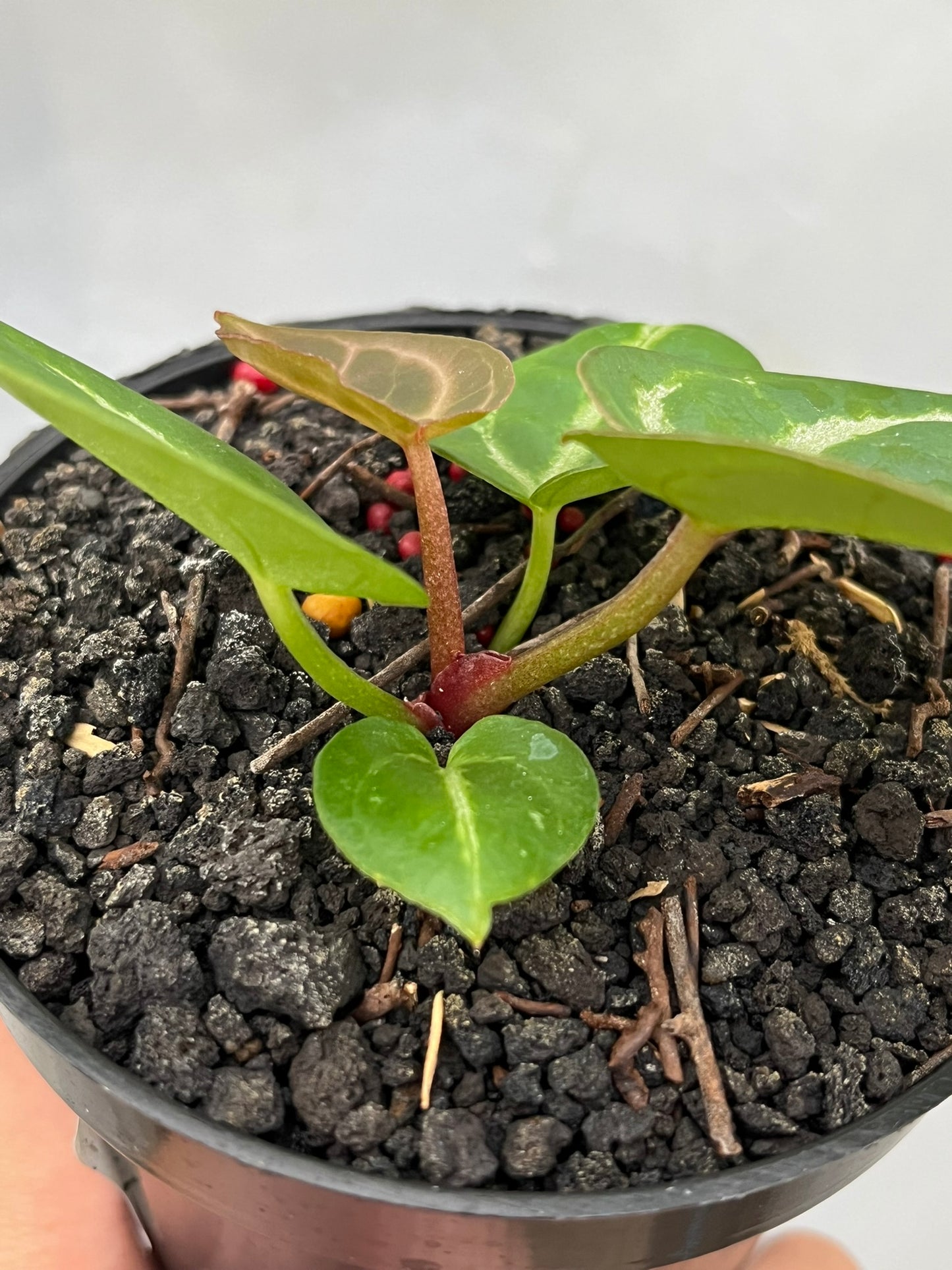 Anthurium Dorayaki X luxurians