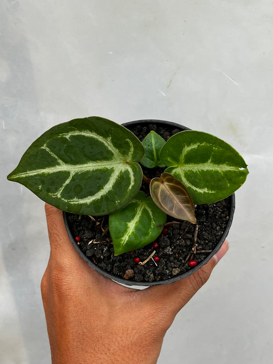 Anthurium Dorayaki X luxurians