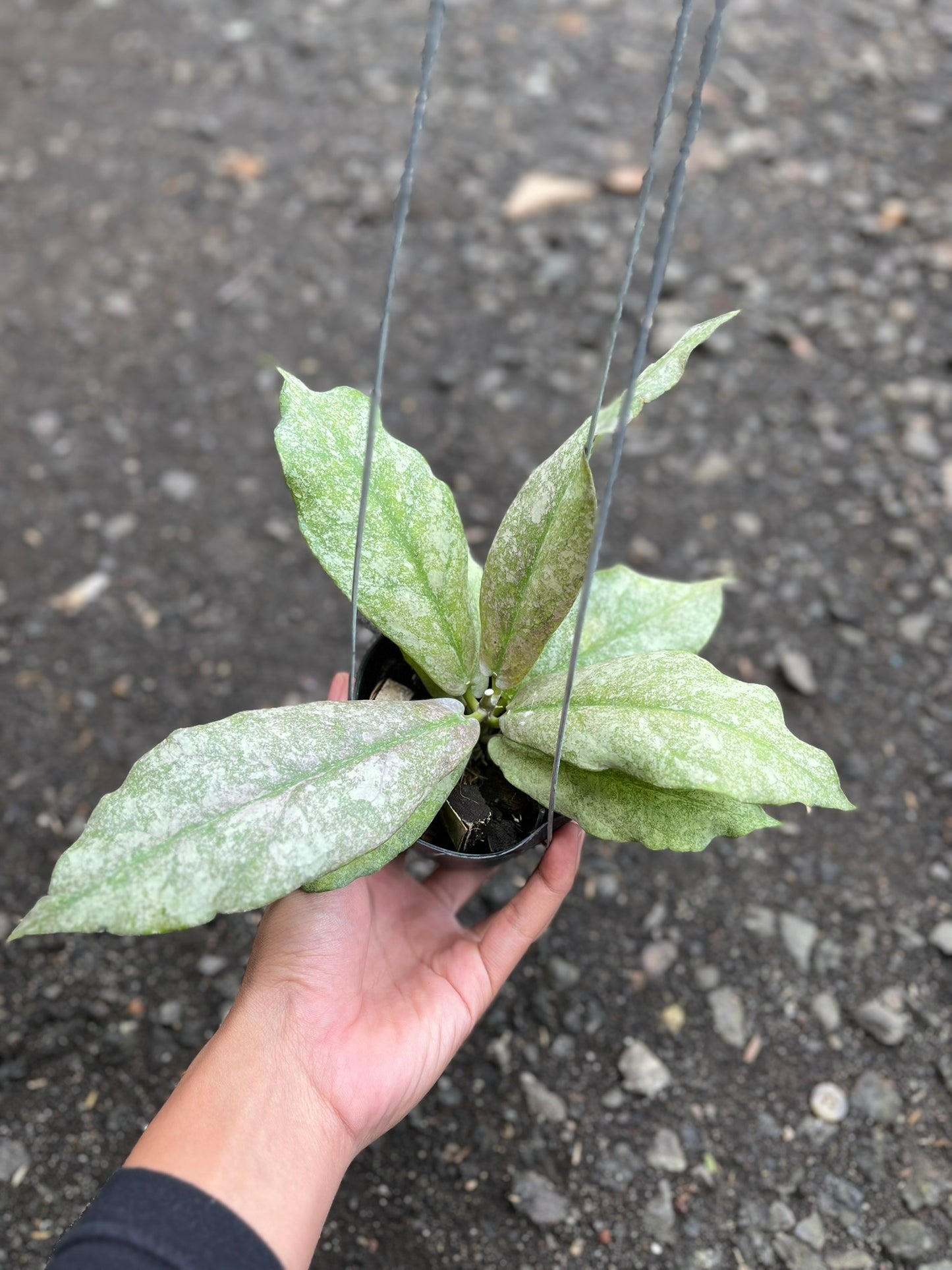 Hoya Mitrata Silver