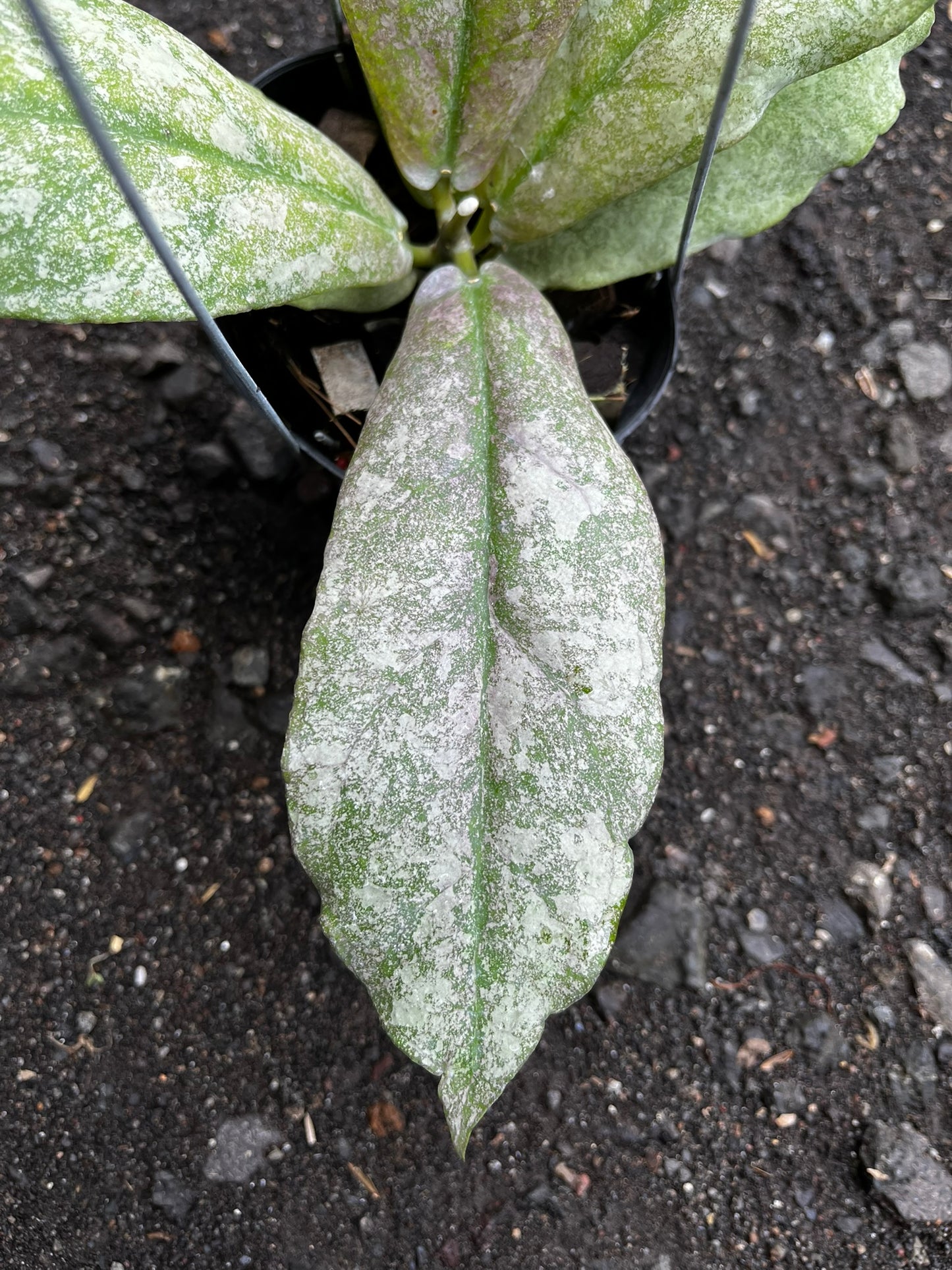 Hoya Mitrata Silver