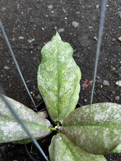 Hoya Mitrata Silver