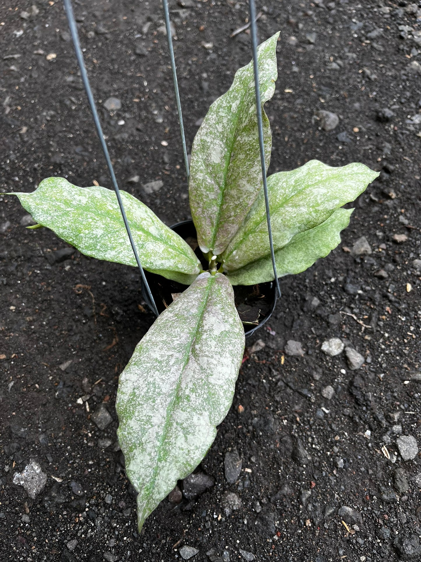 Hoya Mitrata Silver