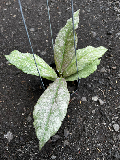 Hoya Mitrata Silver