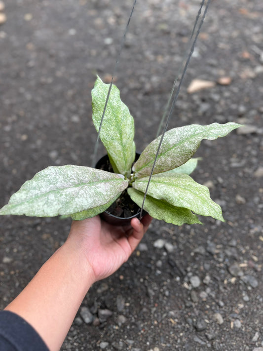Hoya Mitrata Silver