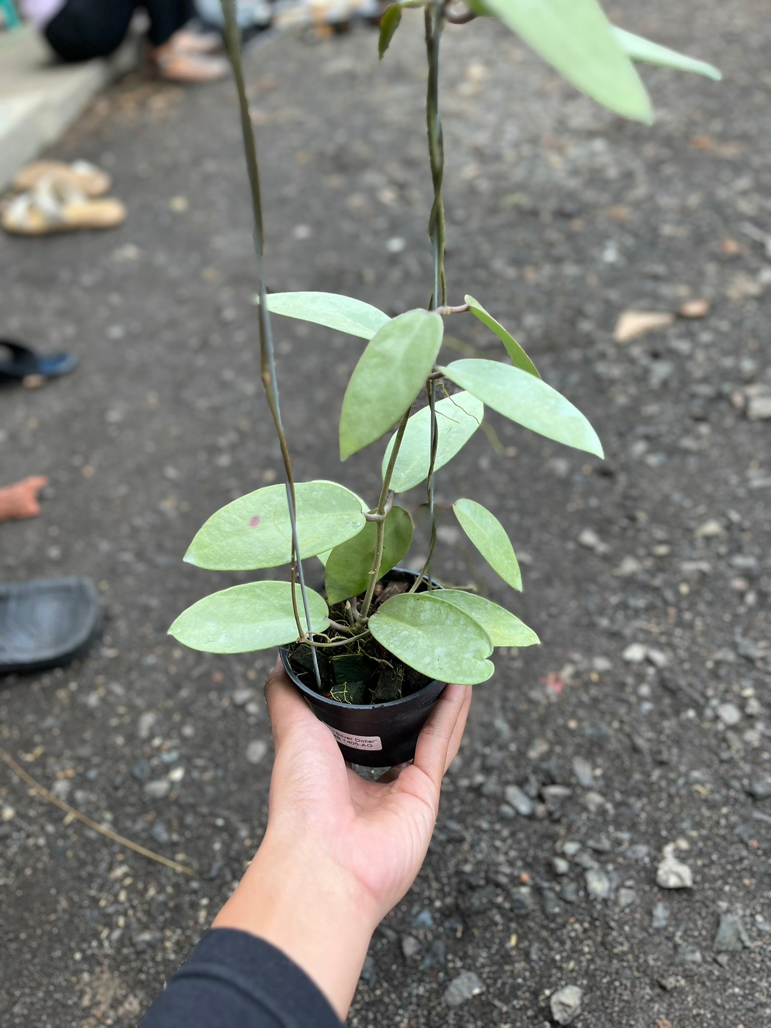 Hoya Silver Dollar