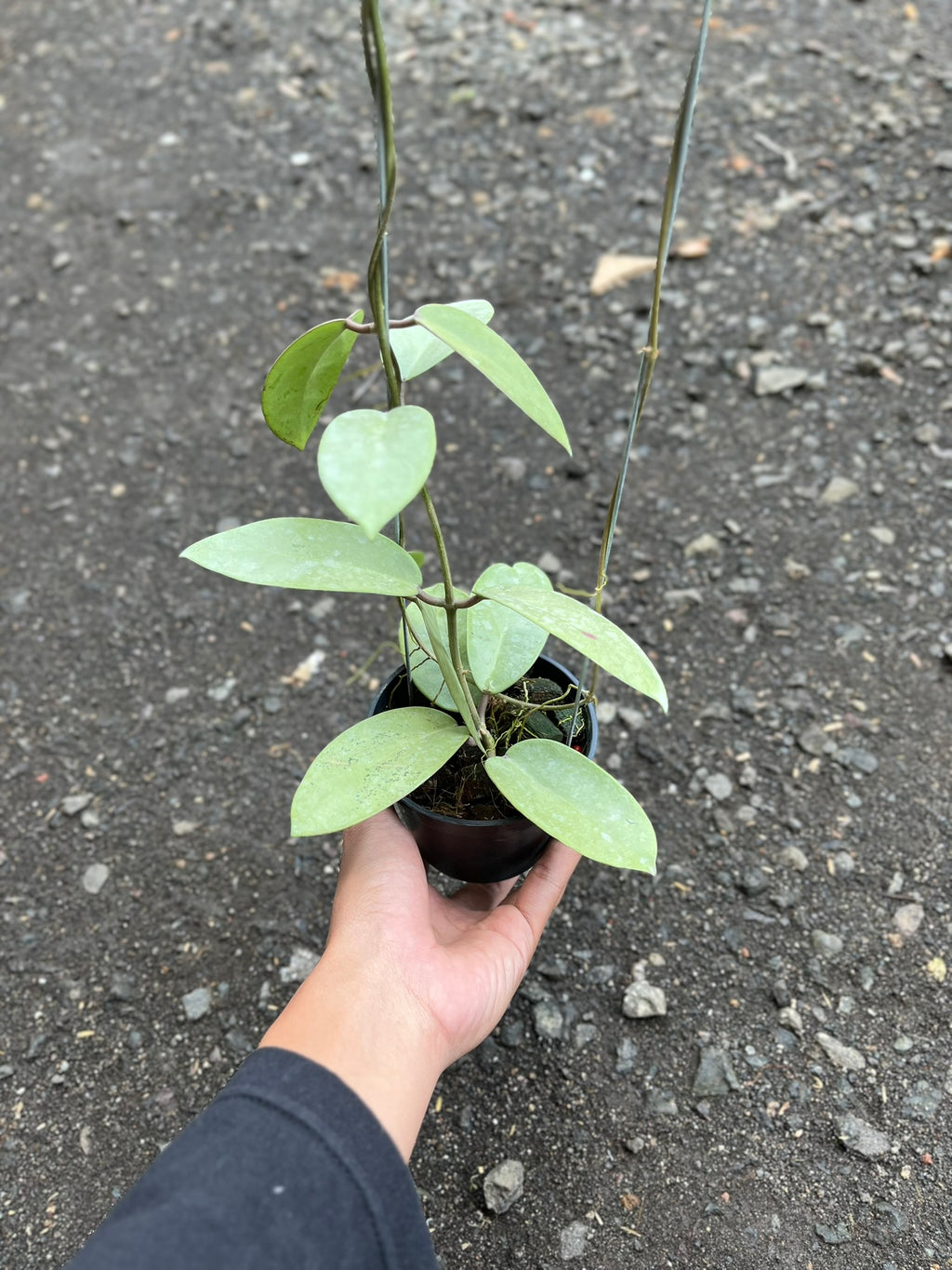 Hoya Silver Dollar