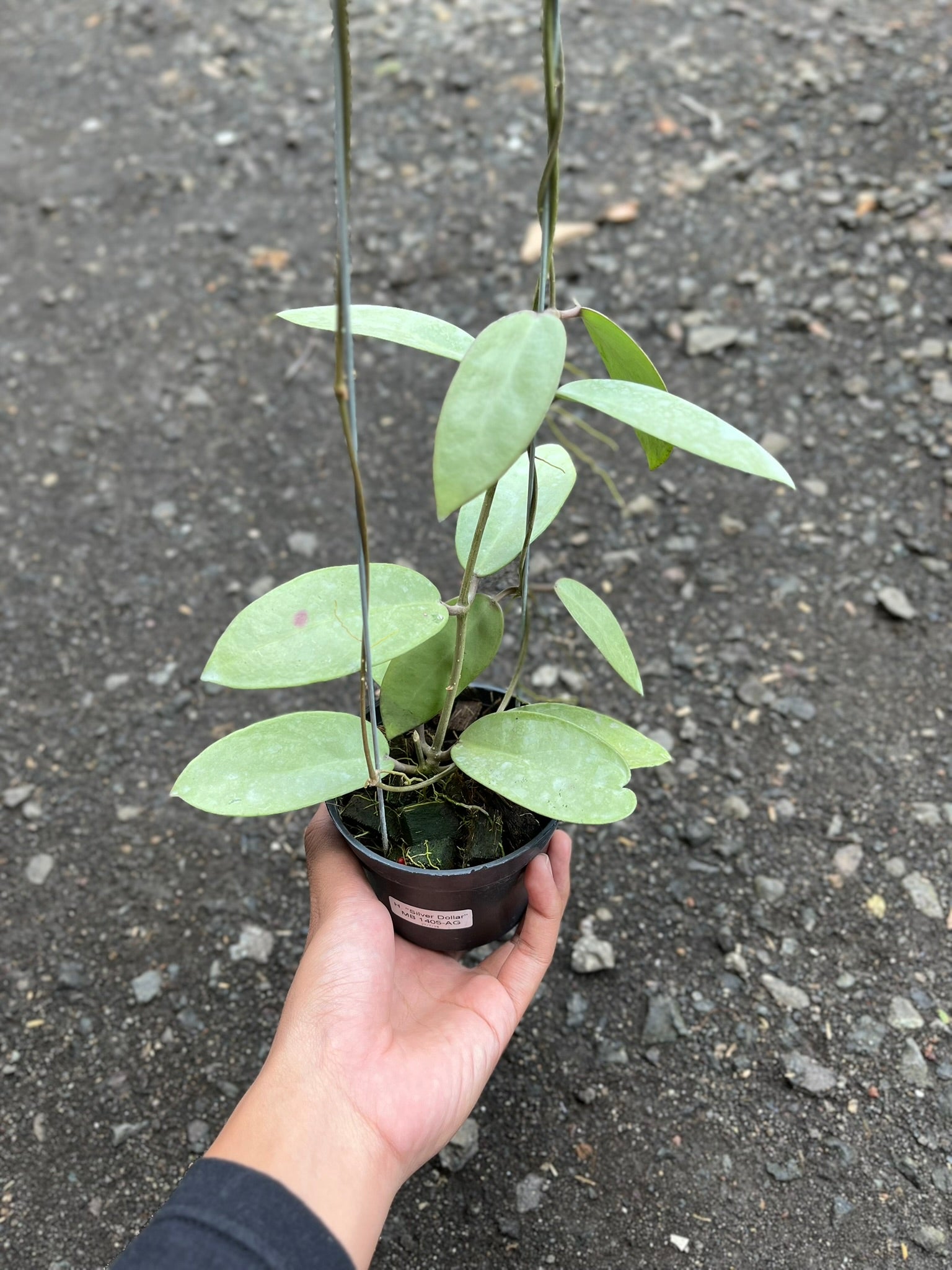 Hoya Silver Dollar