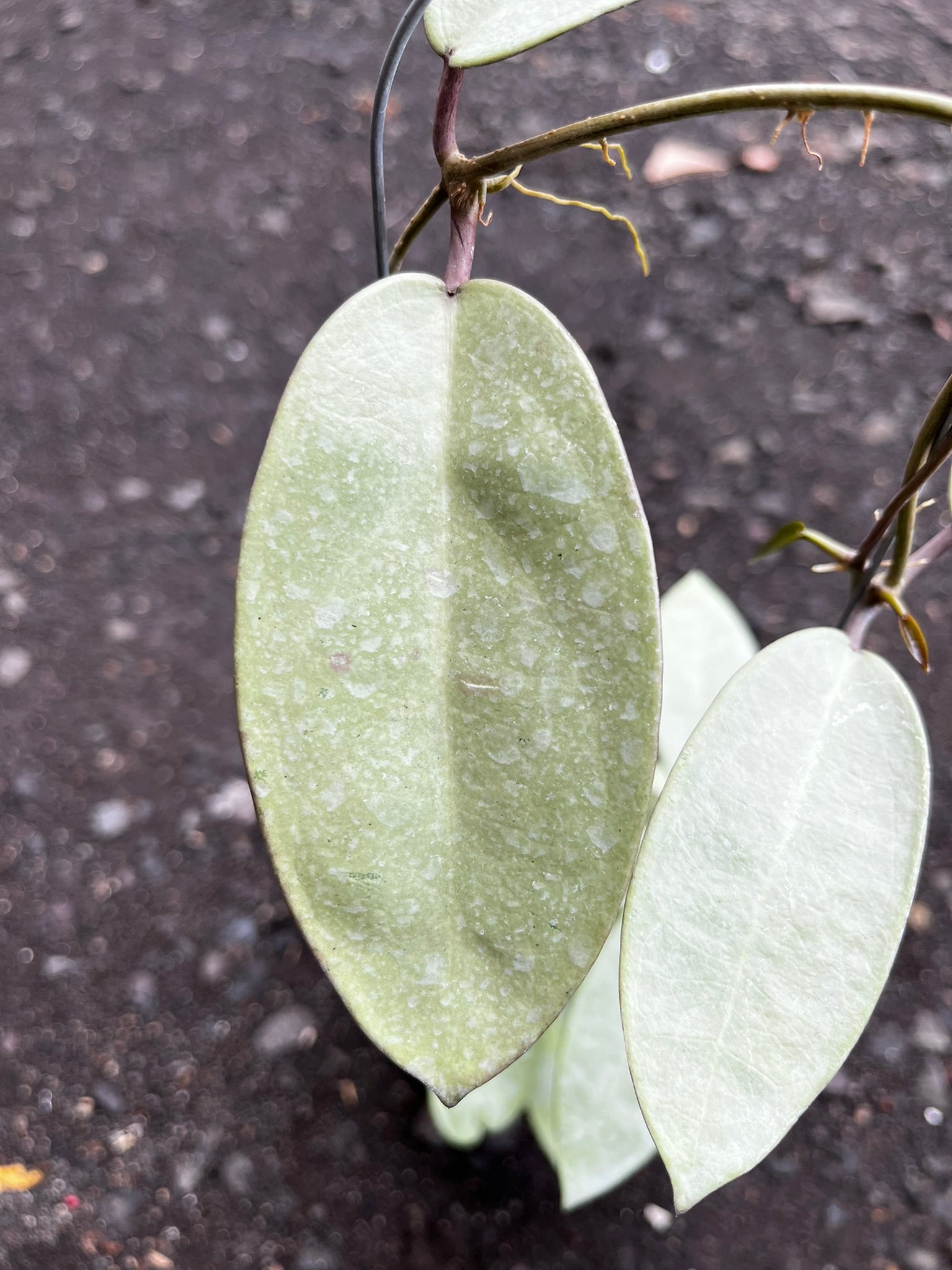 Hoya Silver Dollar