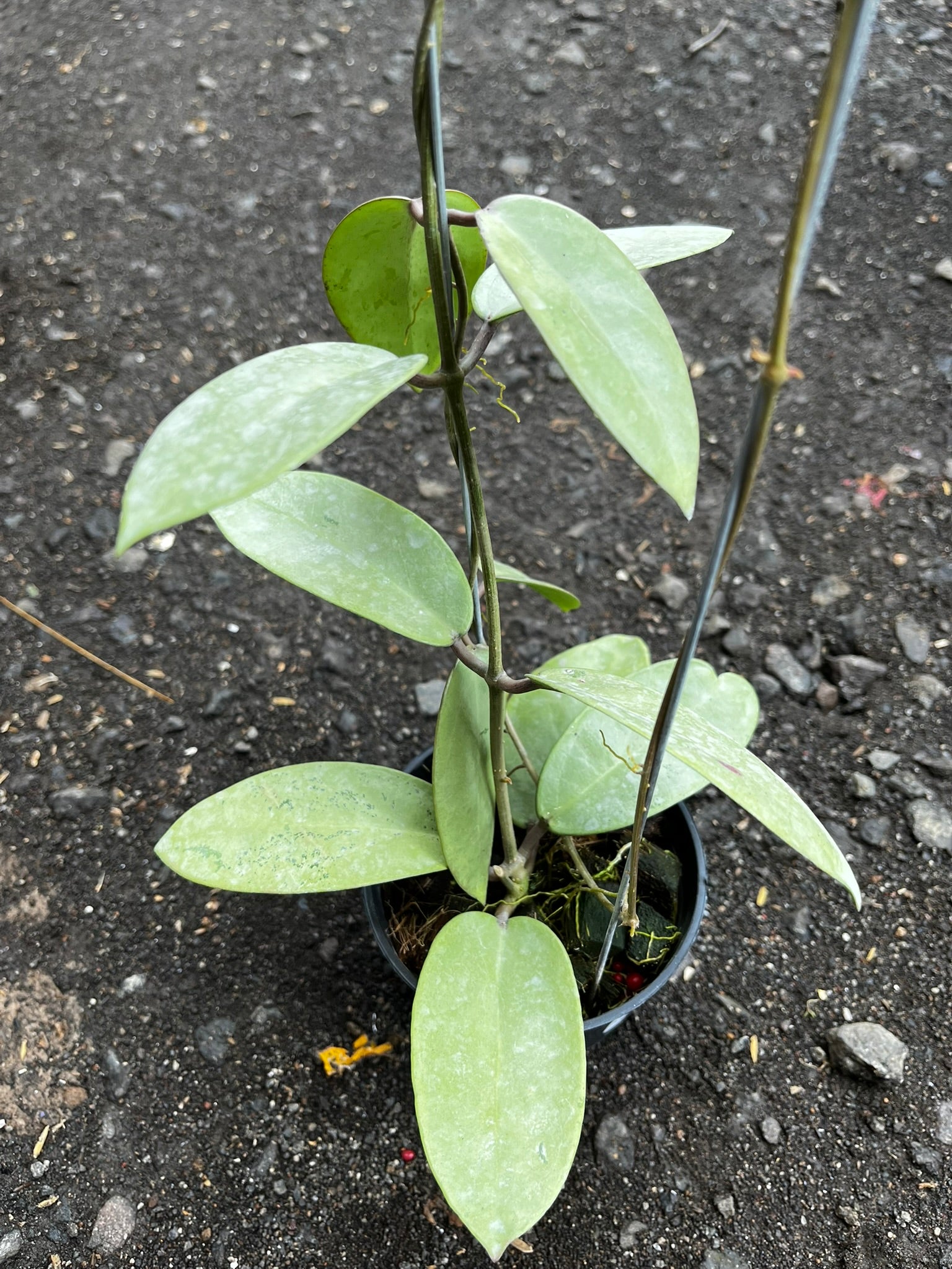 Hoya Silver Dollar