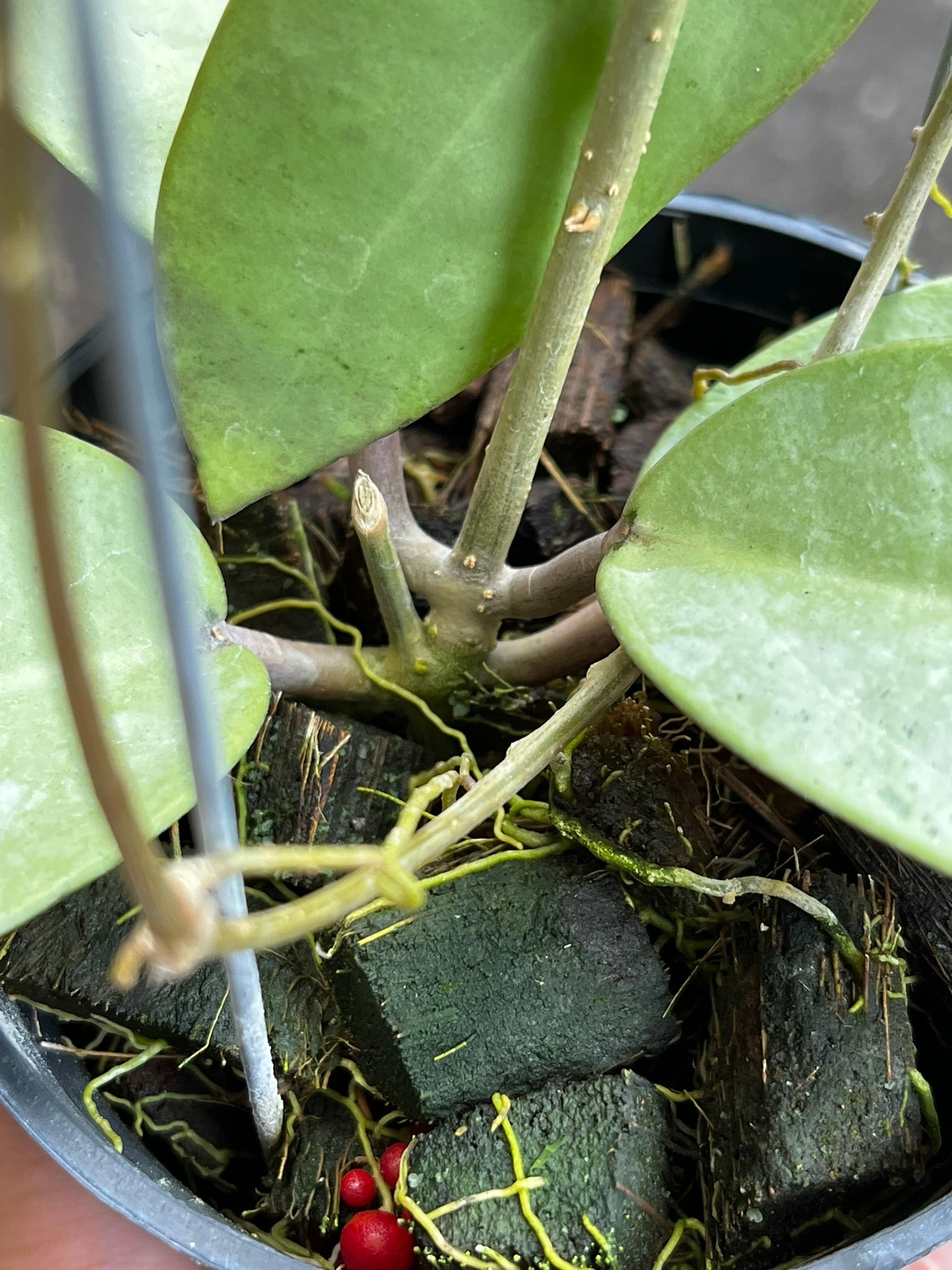 Hoya Silver Dollar