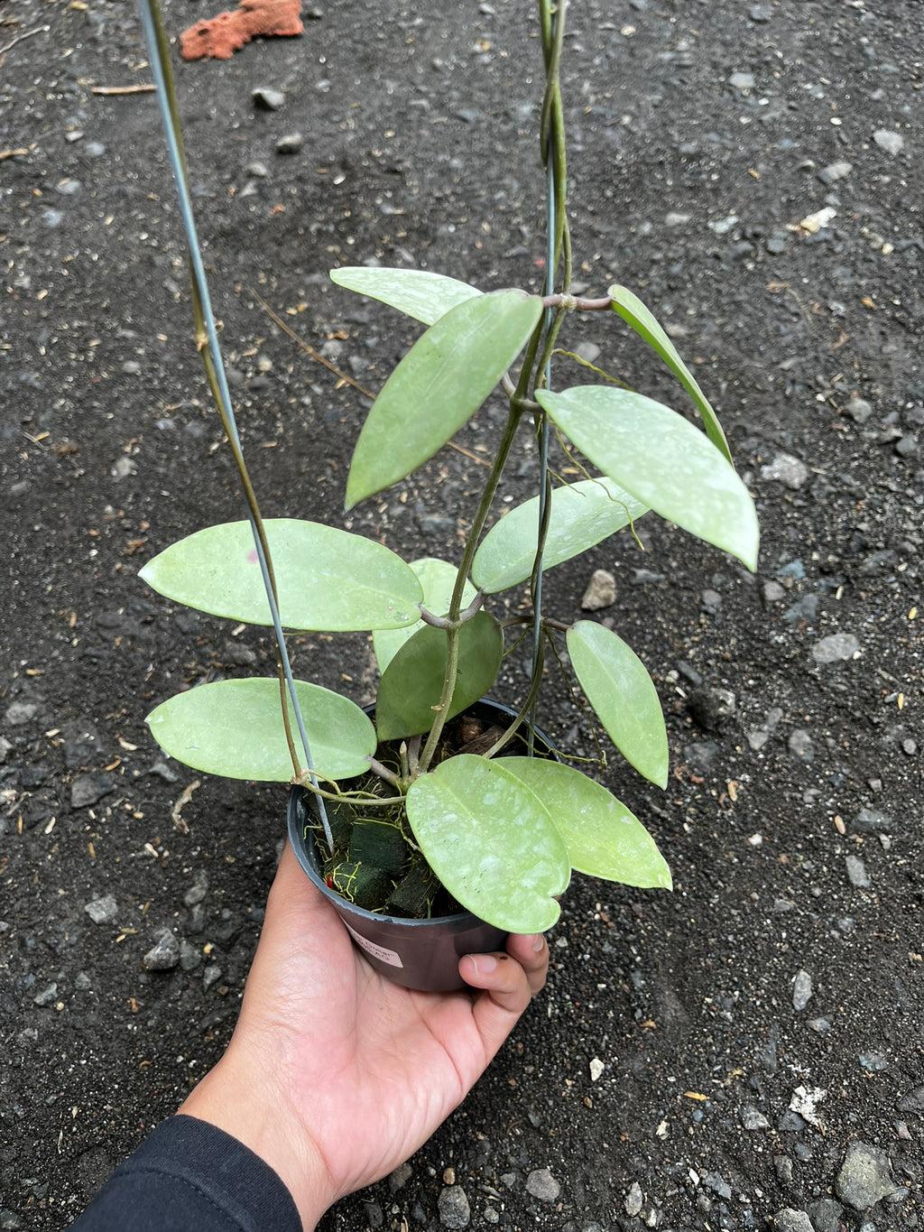 Hoya Silver Dollar
