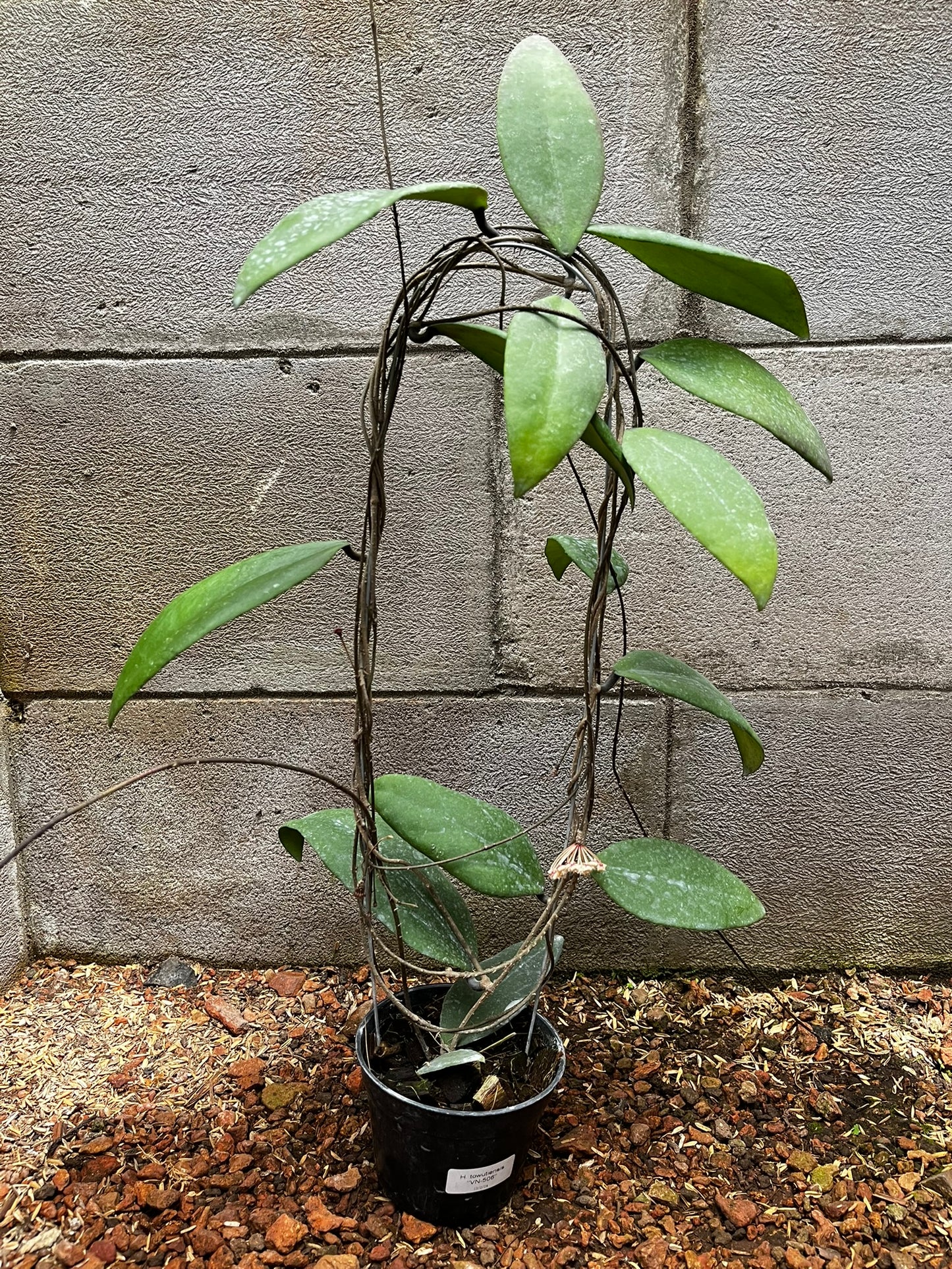 Hoya Towutiensis