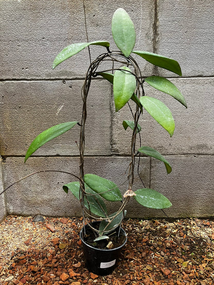 Hoya Towutiensis
