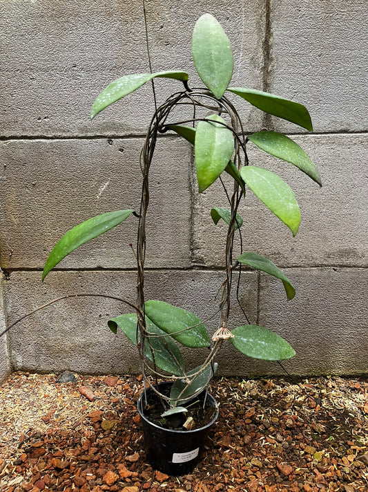 Hoya Towutiensis