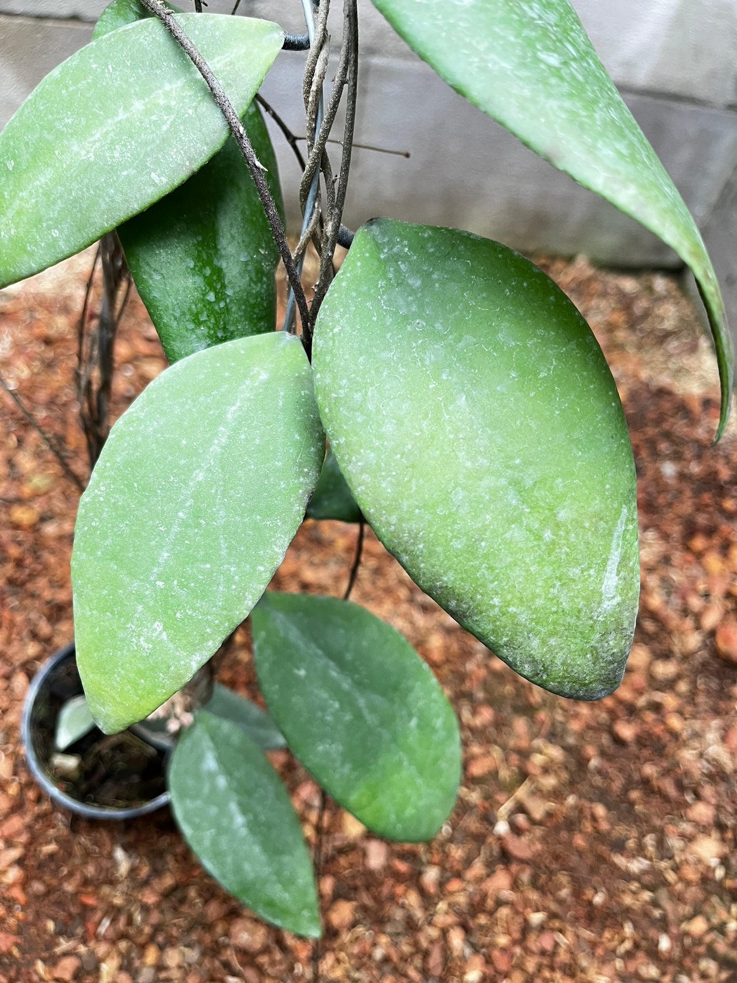 Hoya Towutiensis
