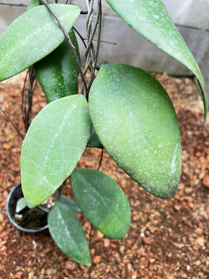 Hoya Towutiensis