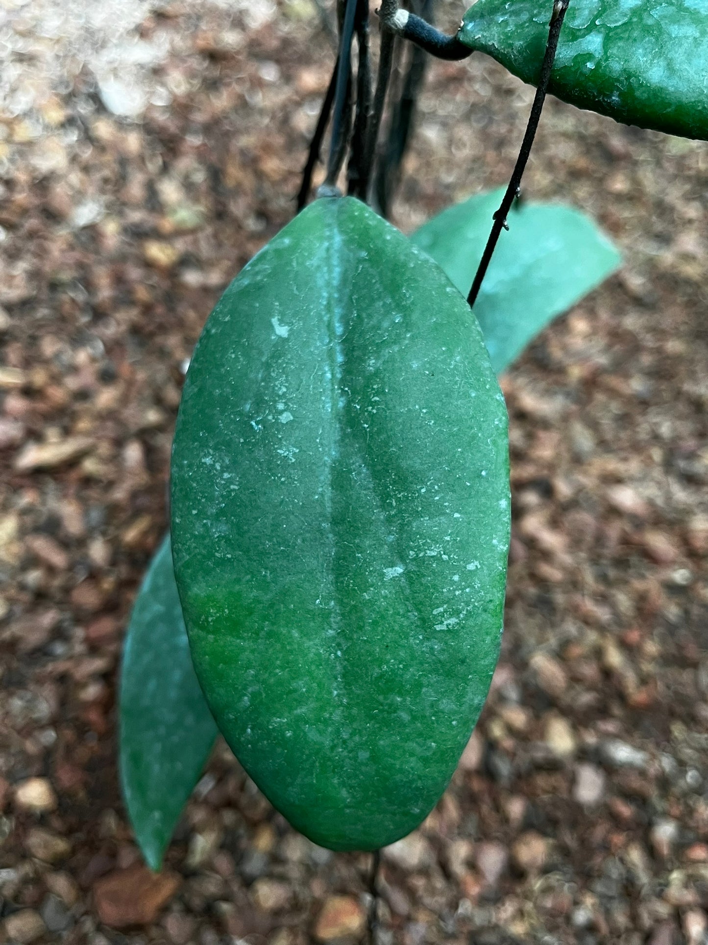 Hoya Towutiensis