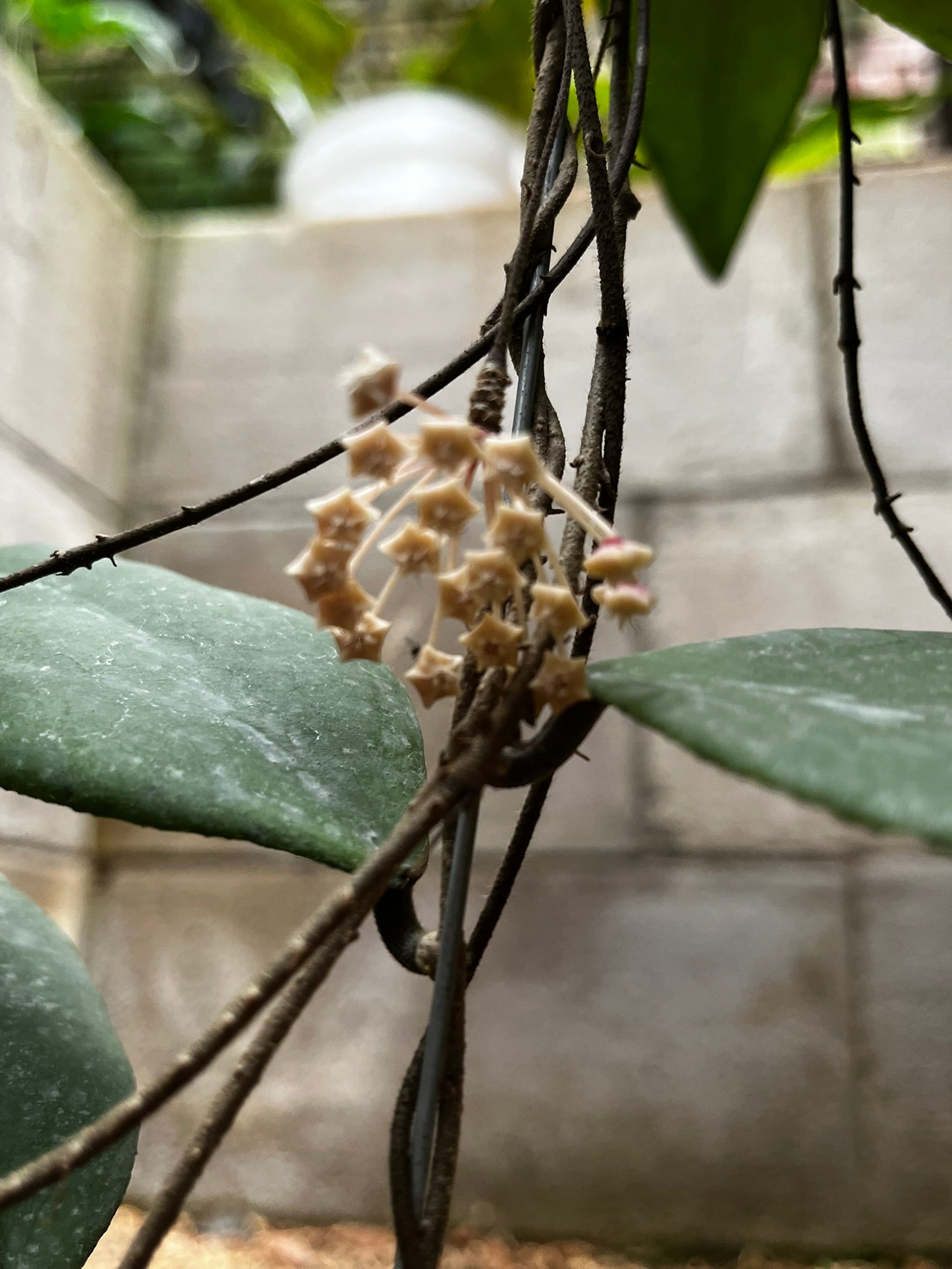 Hoya Towutiensis