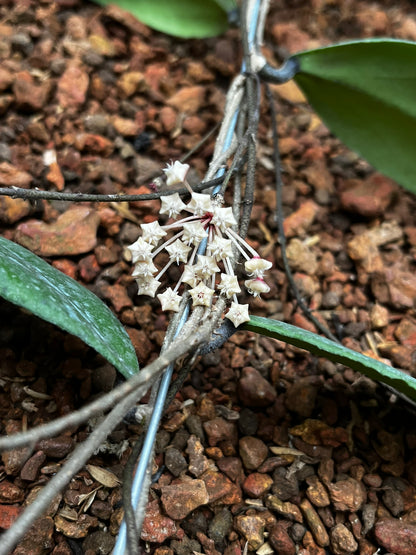 Hoya Towutiensis