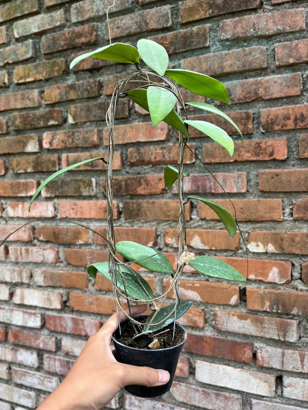 Hoya Towutiensis
