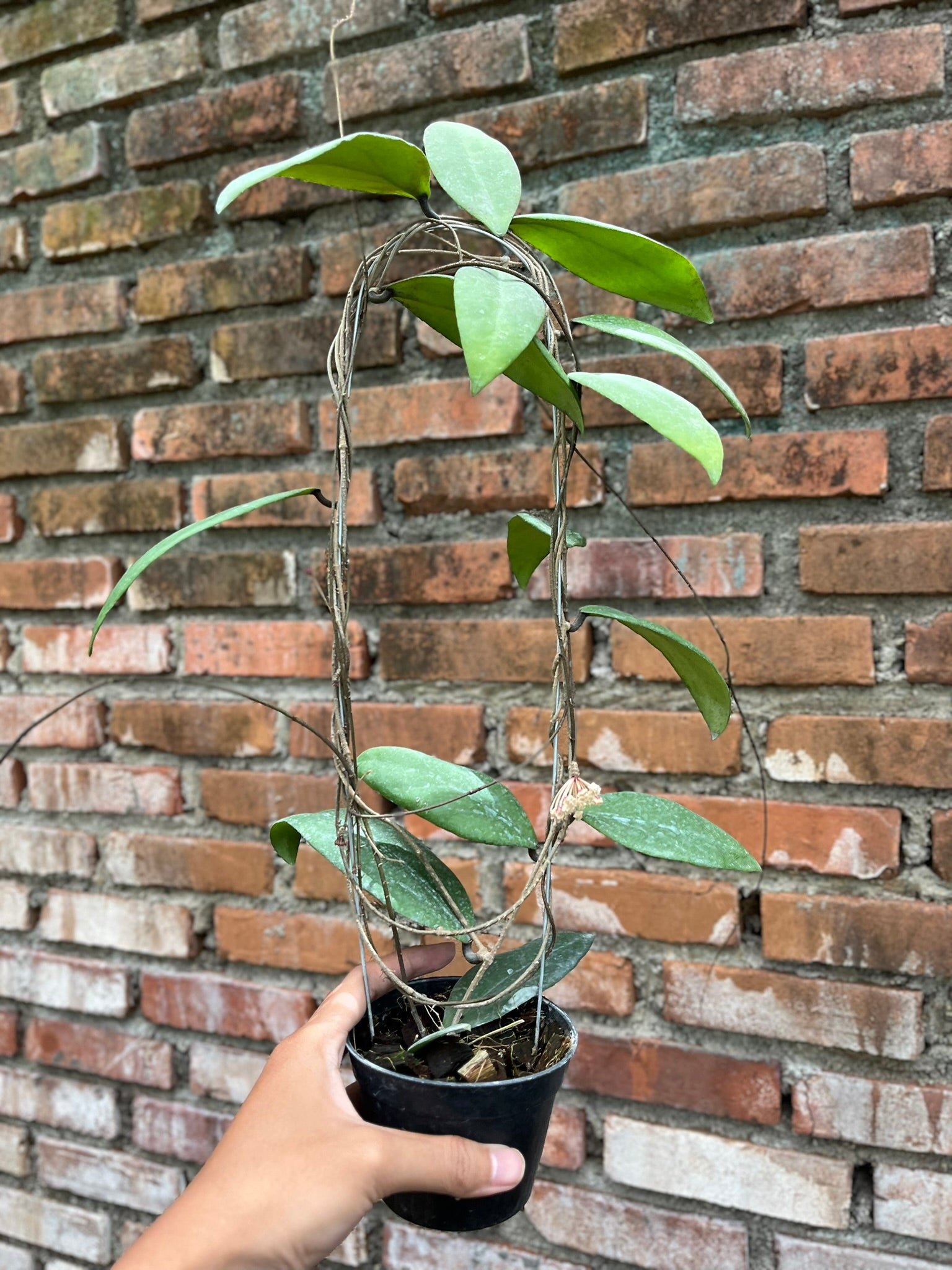 Hoya Towutiensis