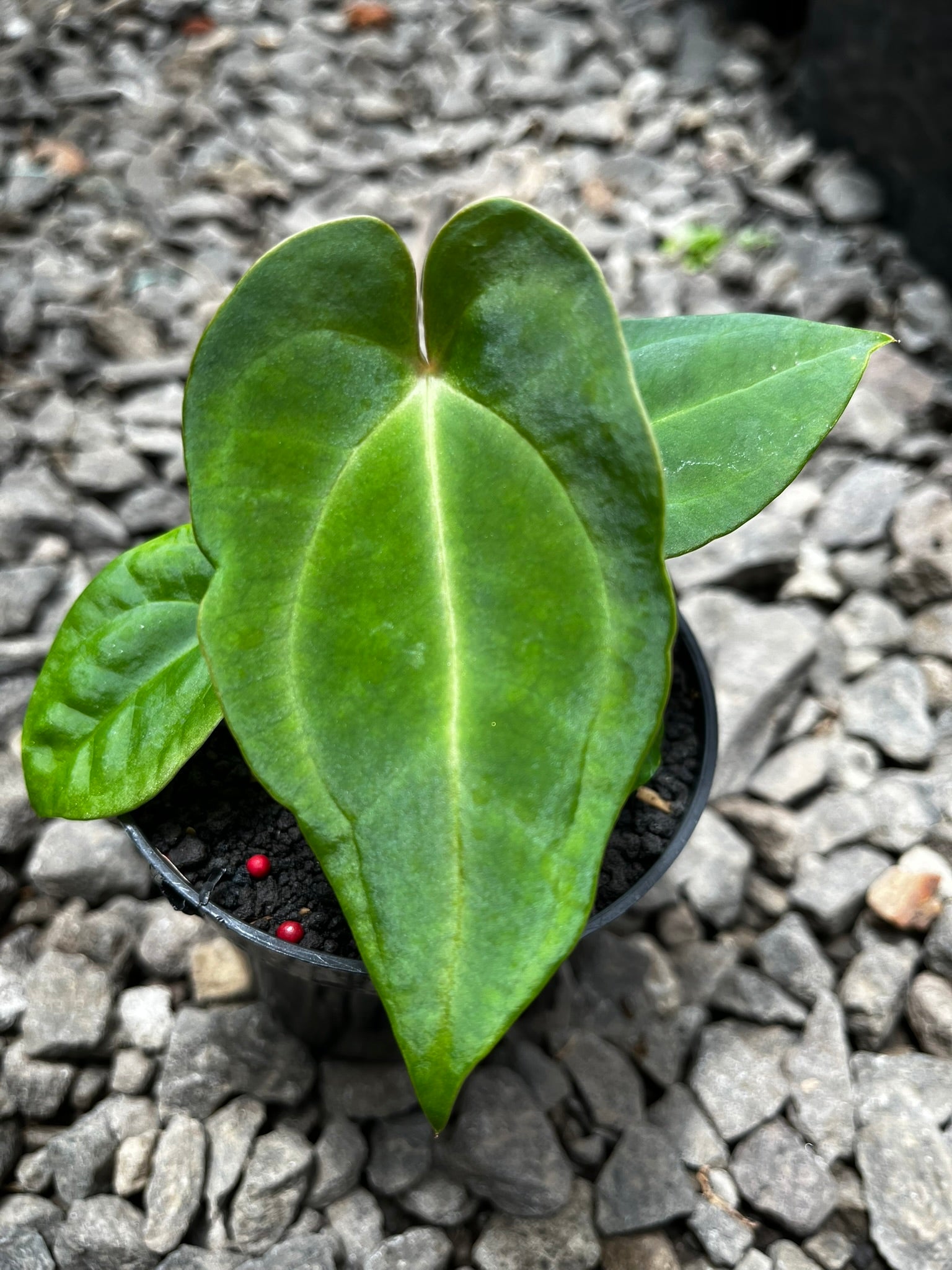 Anthurium Pink Lemonade X Portilae