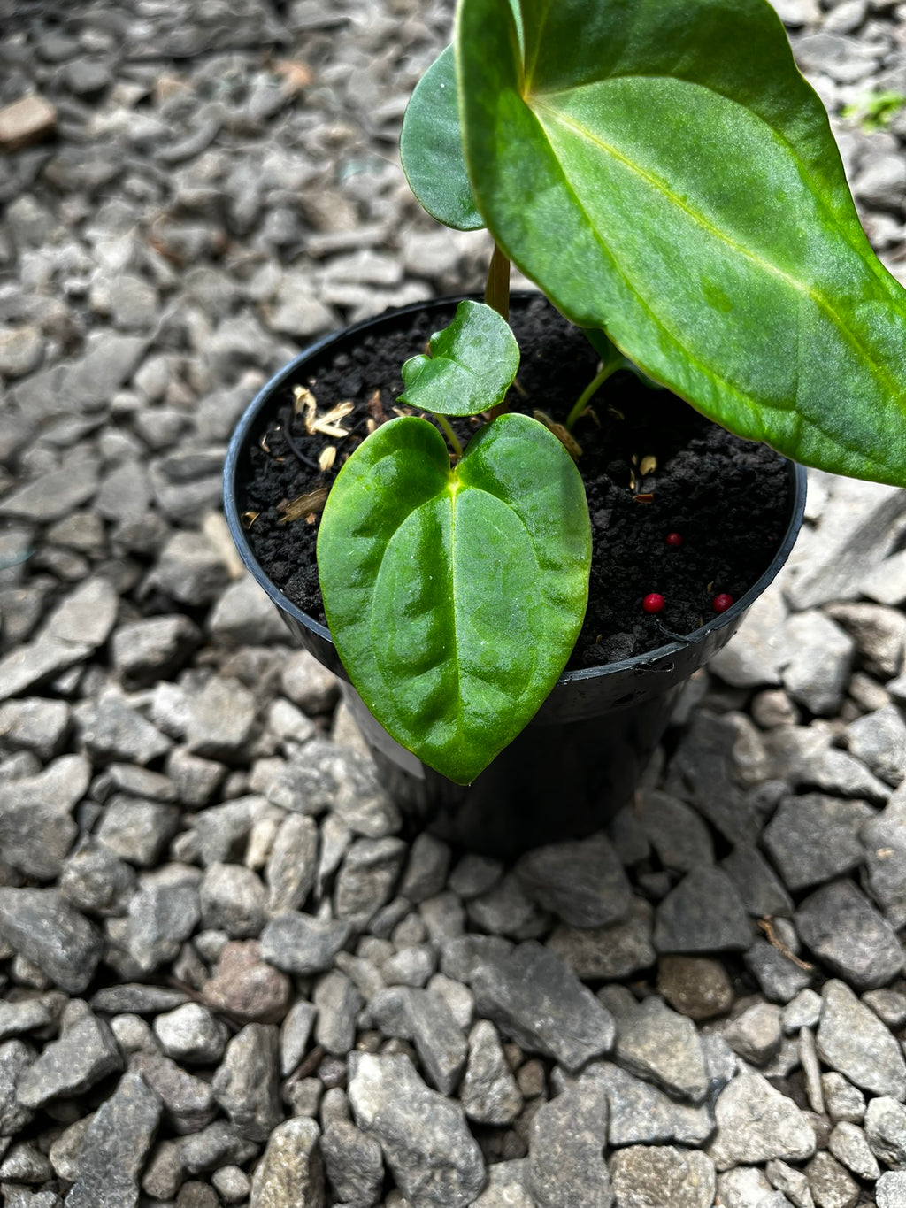 Anthurium Pink Lemonade X Portilae