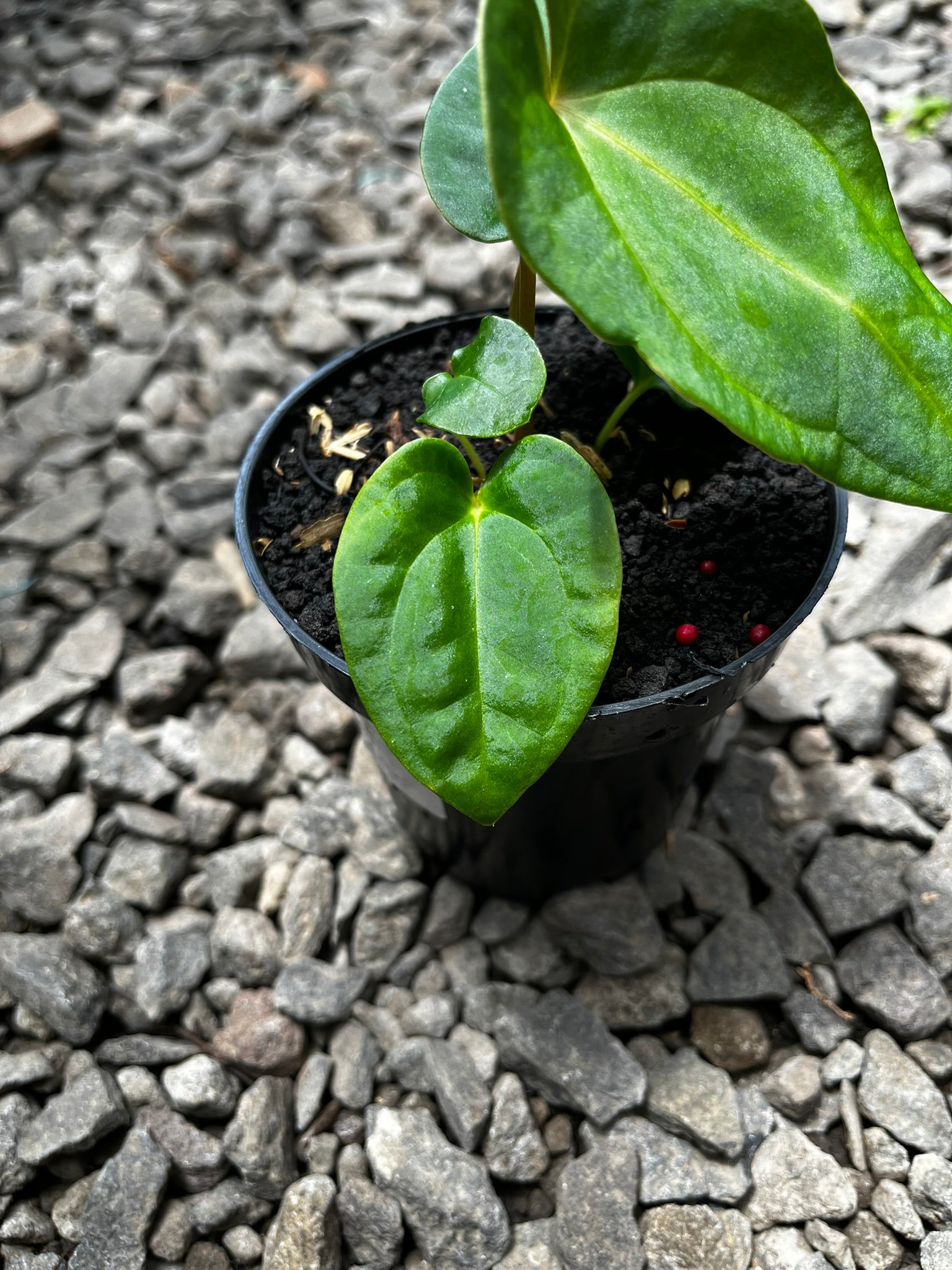 Anthurium Pink Lemonade X Portilae