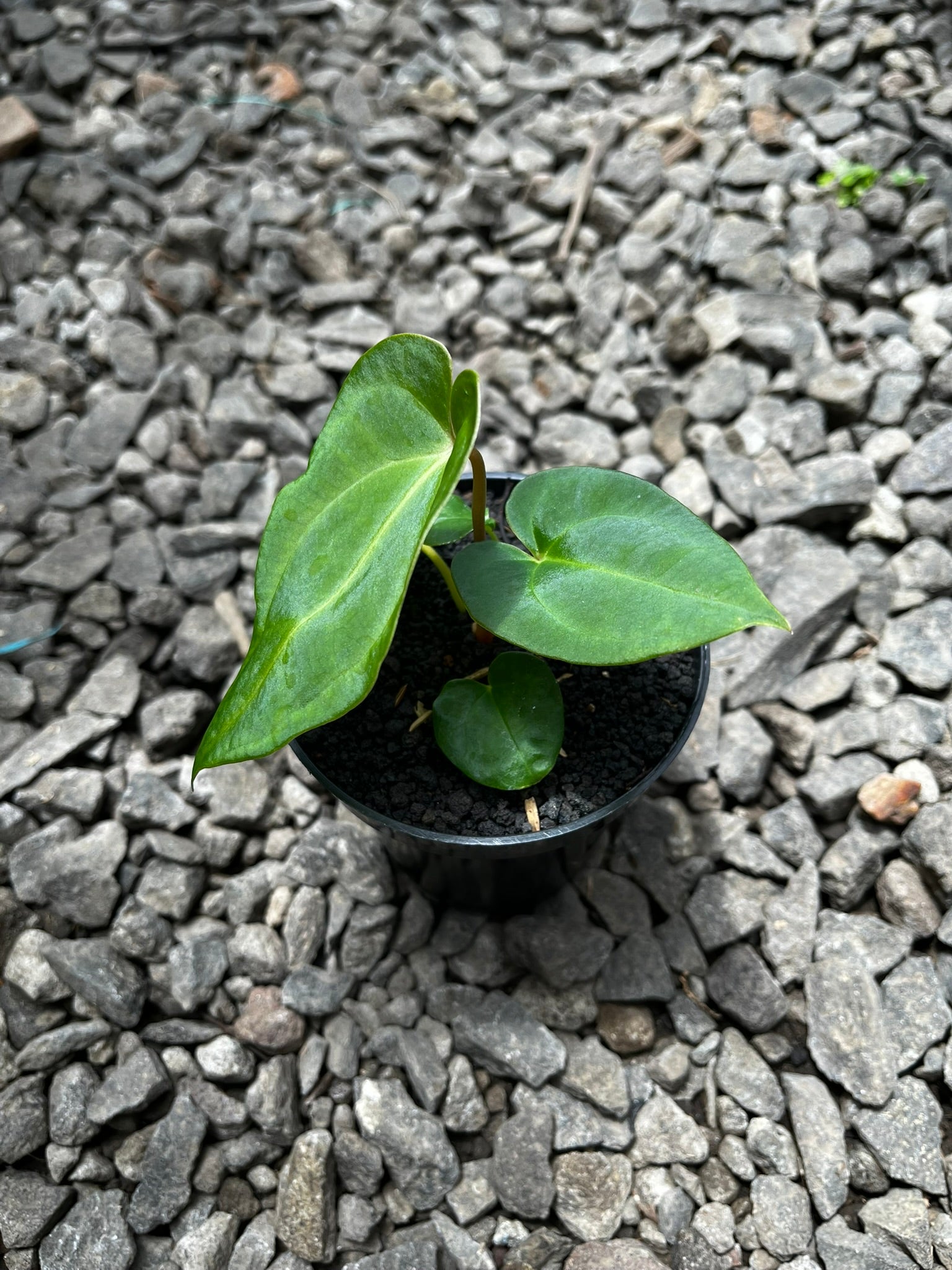Anthurium Pink Lemonade X Portilae
