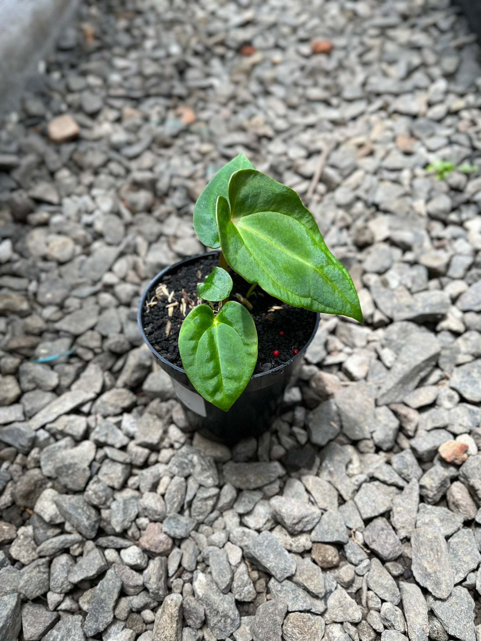 Anthurium Pink Lemonade X Portilae