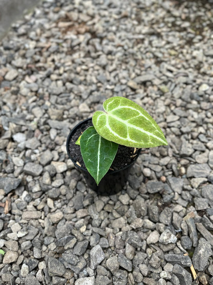 Anthurium Gunayala X Michelle