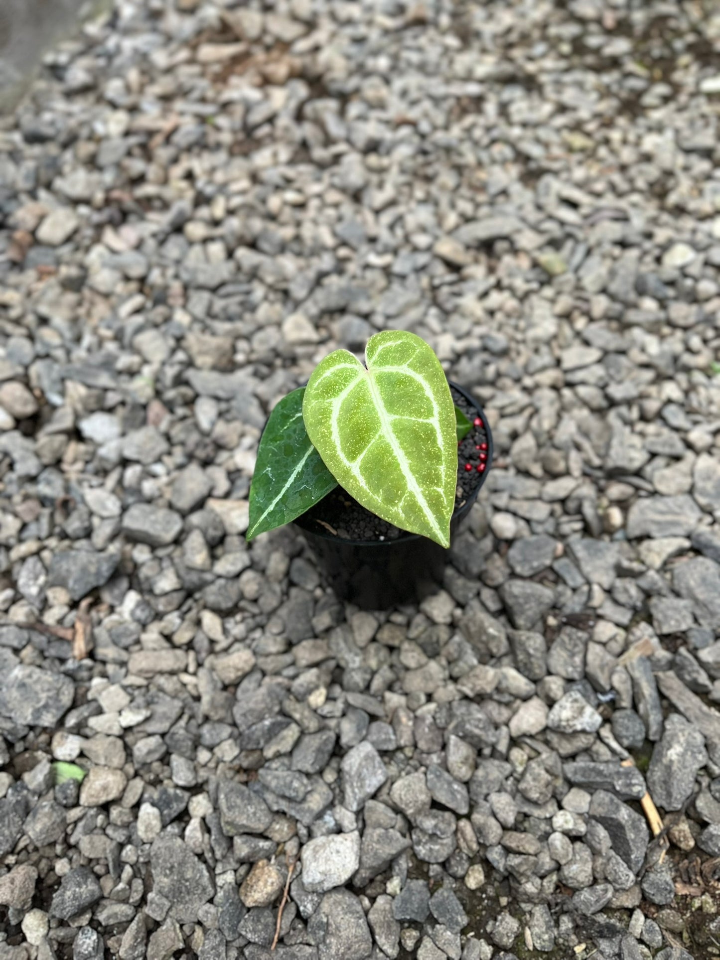 Anthurium Gunayala X Michelle