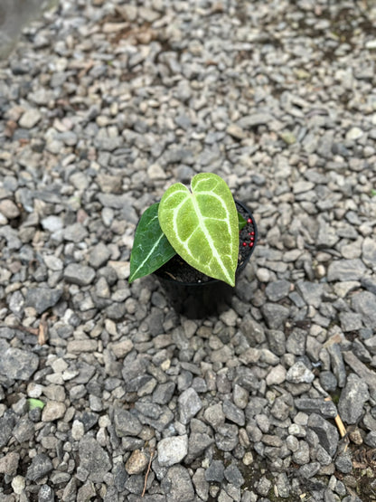 Anthurium Gunayala X Michelle