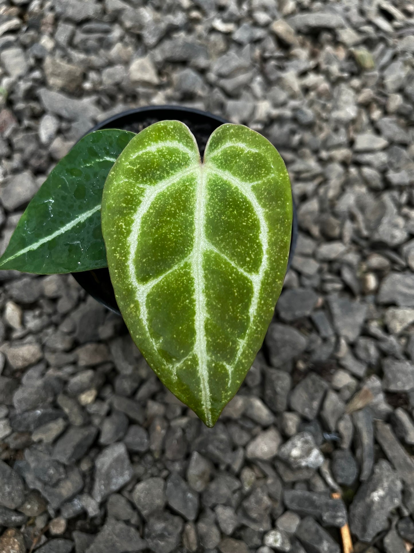 Anthurium Gunayala X Michelle
