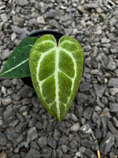 Anthurium Gunayala X Michelle