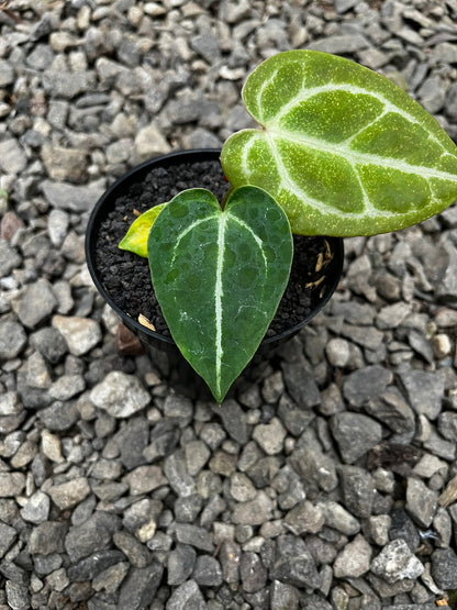 Anthurium Gunayala X Michelle