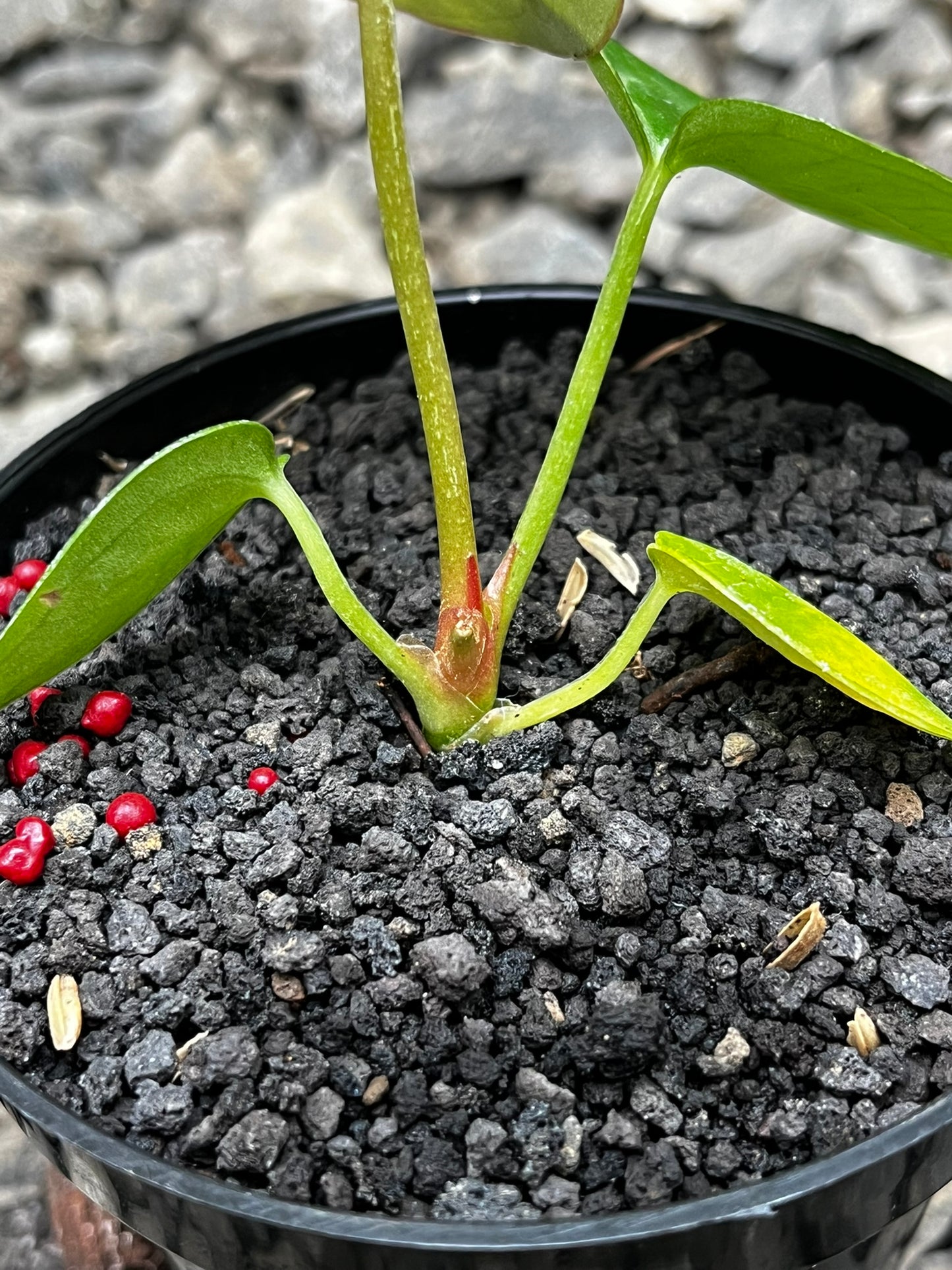 Anthurium Gunayala X Michelle