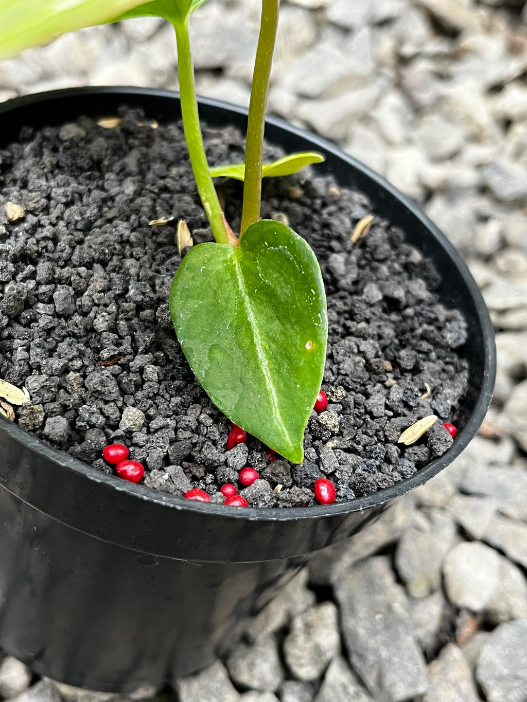 Anthurium Gunayala X Michelle
