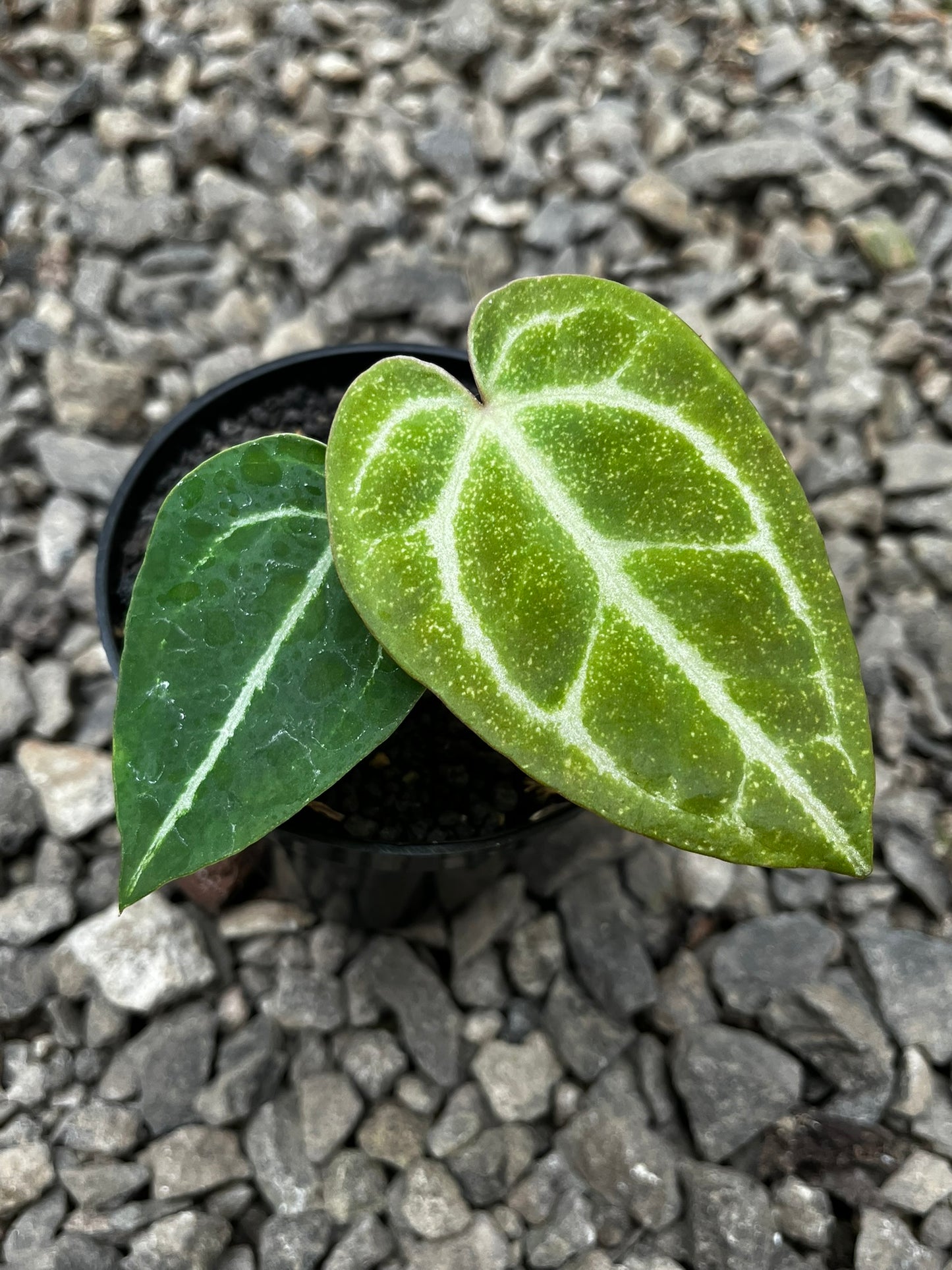 Anthurium Gunayala X Michelle