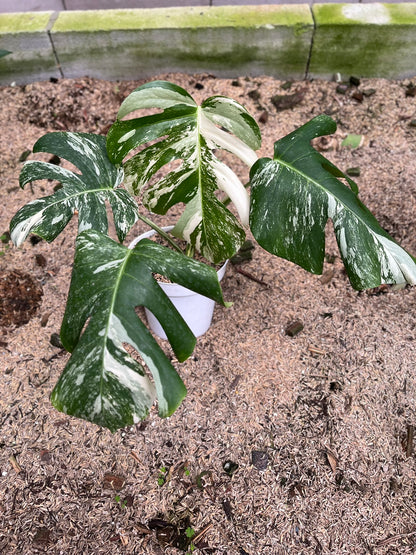 Monstera Variegated