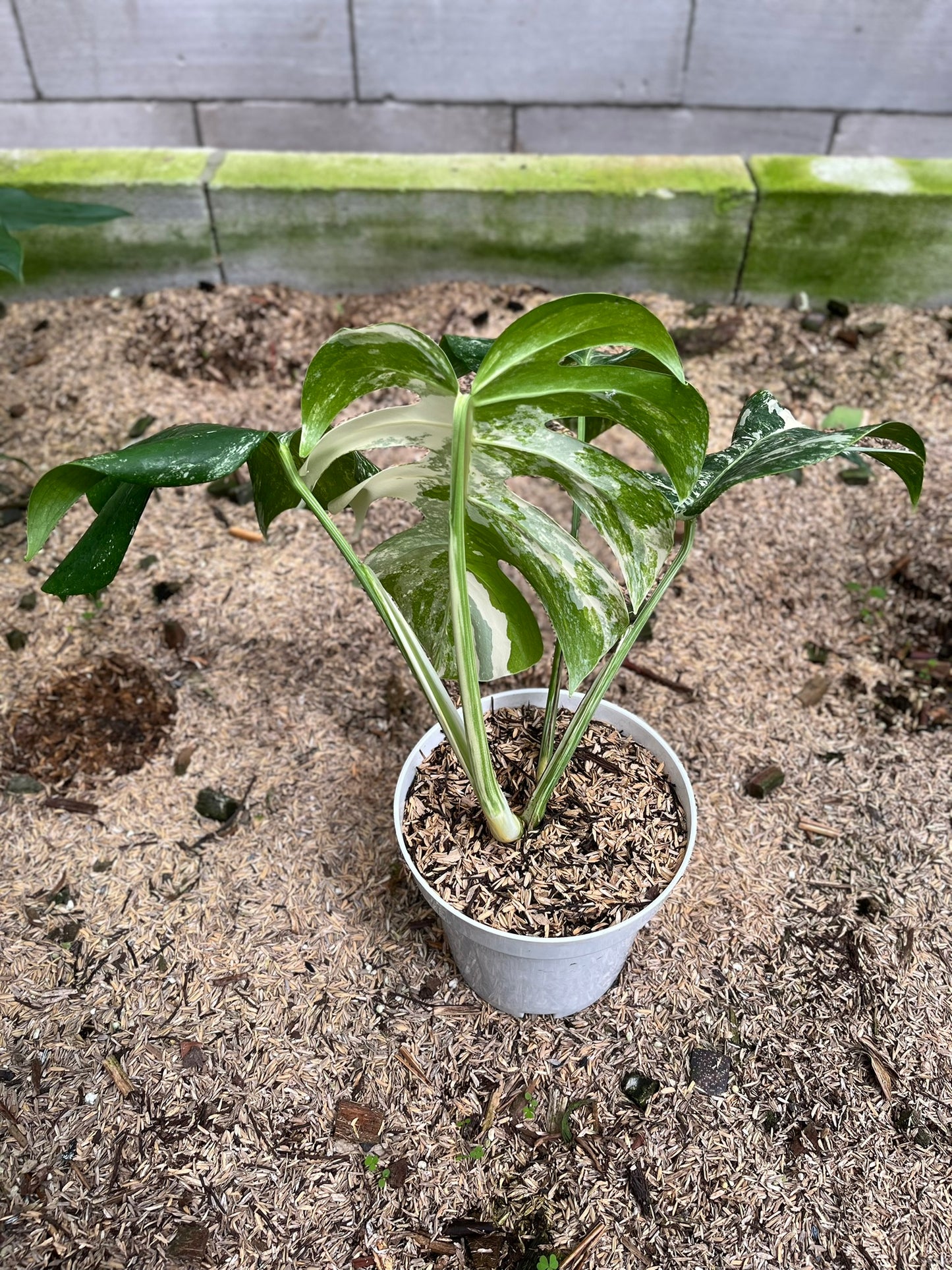 Monstera Variegated