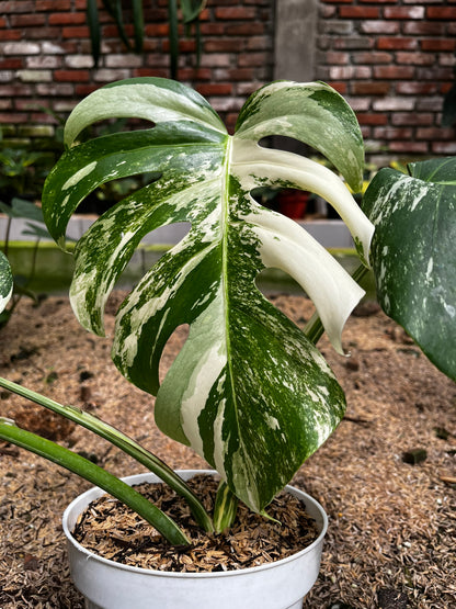 Monstera Variegated