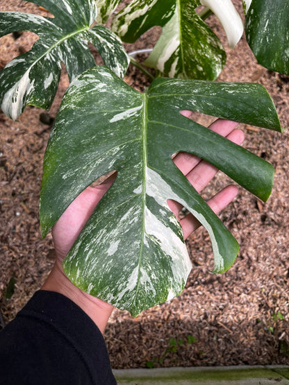 Monstera Variegated